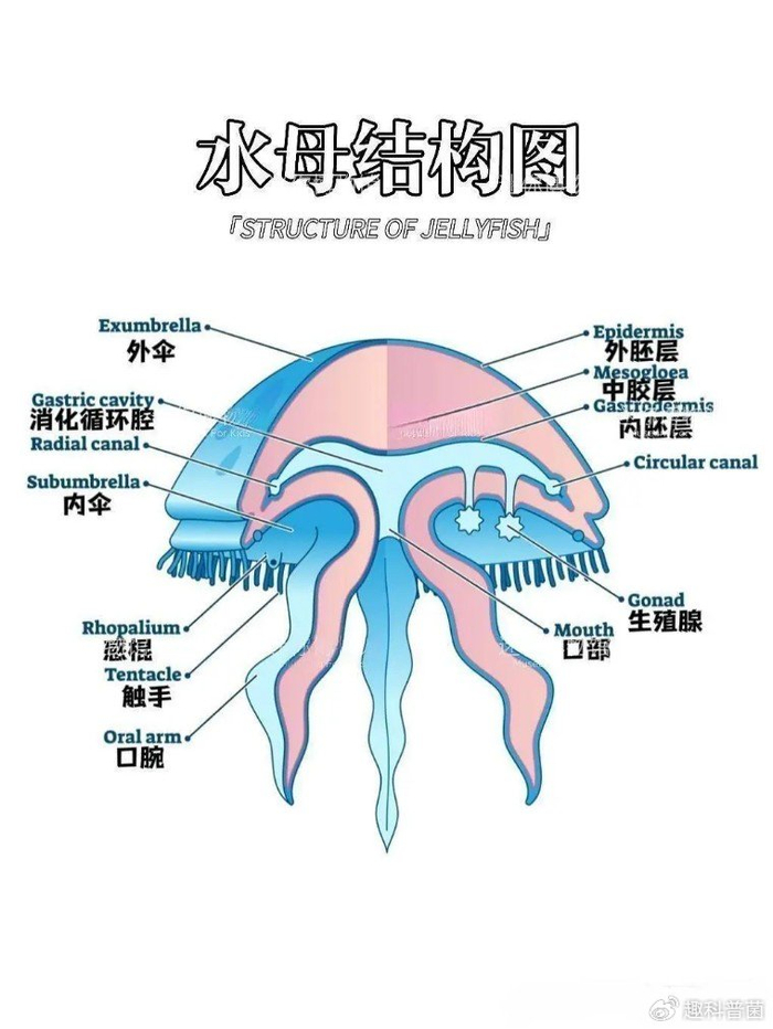正式确诊自己为「职场水母」!