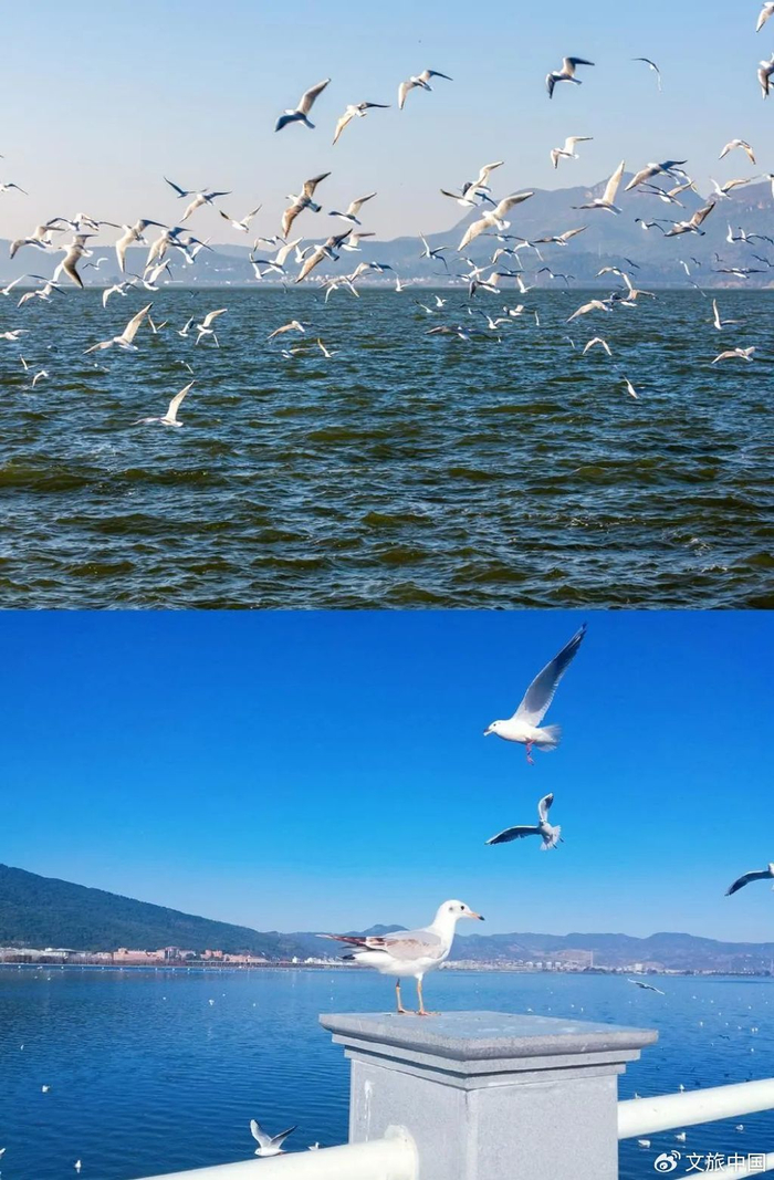 你好中国在昆明邂逅西伯利亚飞来的海鸥