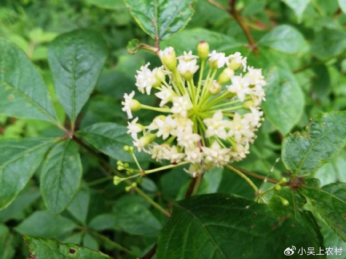 刺五加,全株长刺,有“天然保健品”之美誉,挖回家泡酒煲汤|神农本草经|刺五加茶|叶柄|伞形|小刺_新浪新闻
