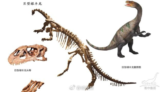 开屏策划|云南寻"龙"迹