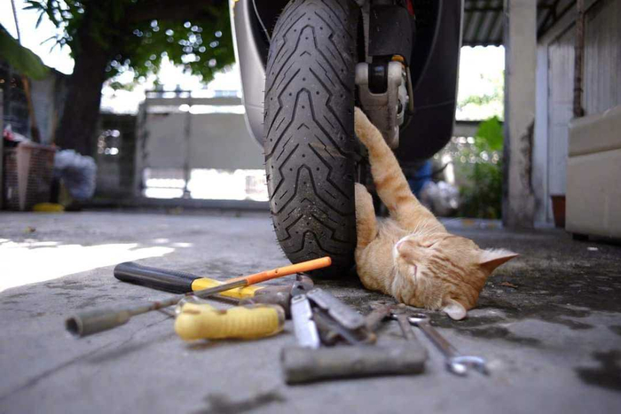 猫修车,最后竟在车里呼呼大睡(reiwa n )