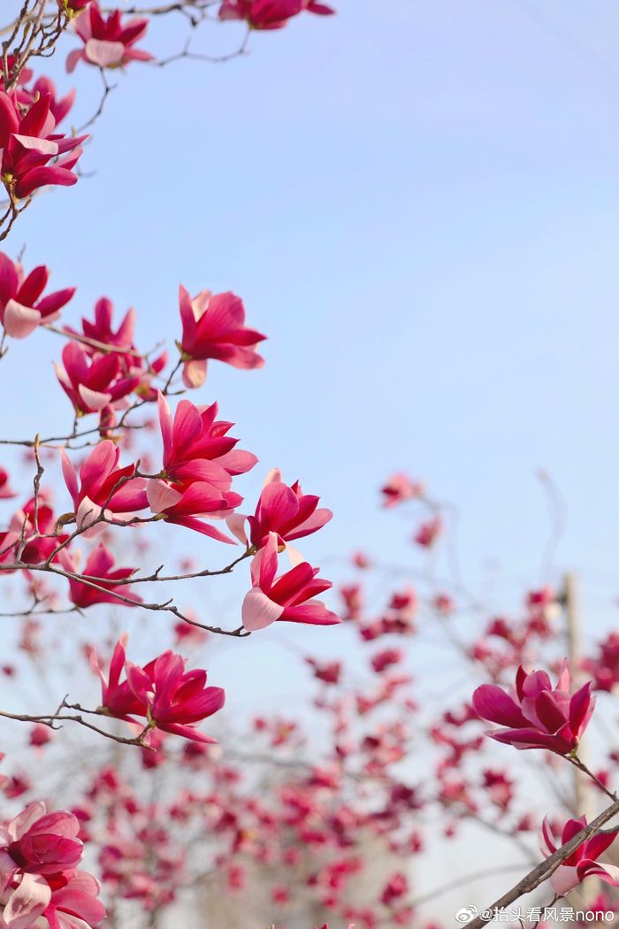 窗前的粉玉兰已悄悄的盛开短暂的美丽却灿烂着春天总是不忍看其凋零
