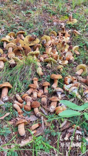 张金凤分享去年捡到的野生菌照片在宾川县金牛镇李相社区太和街