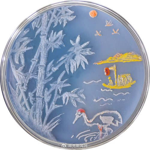 第一届生物发酵行业微生物培养皿艺术设计大赛颁奖典礼圆满落幕!__财
