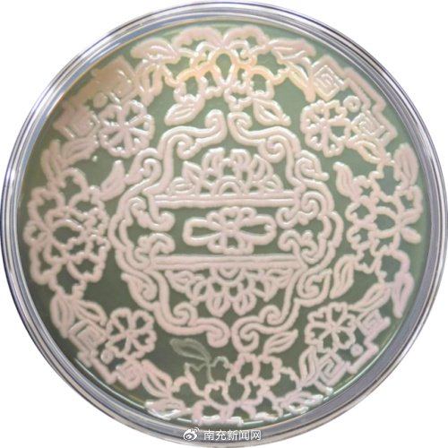 人:蔡雨珊,黄祝(指导老师)单   位:安庆师范大学二等奖:松塔冬韵编号