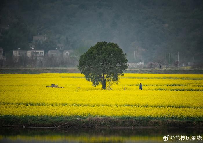 芜湖油菜花图片