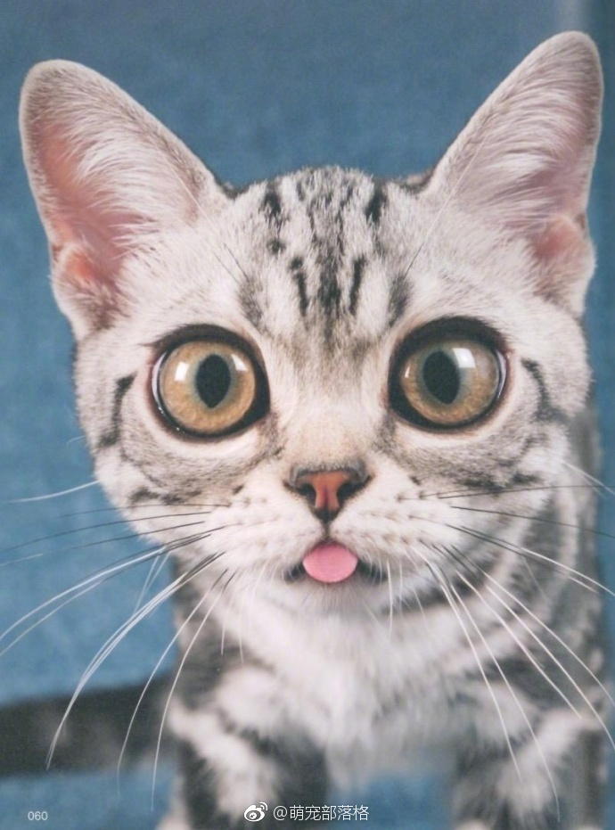 猫咪们的吐舌杀感觉自己失血严重了