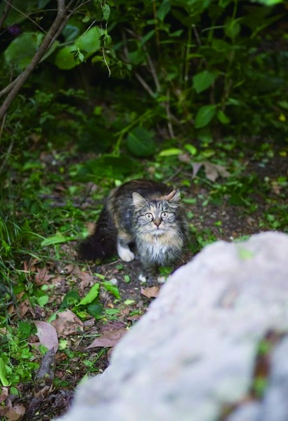 这个冬天,让流浪猫不再流浪|志愿者|虹桥人才公寓|上海市|流浪动物救助|可爱小猫_新浪新闻