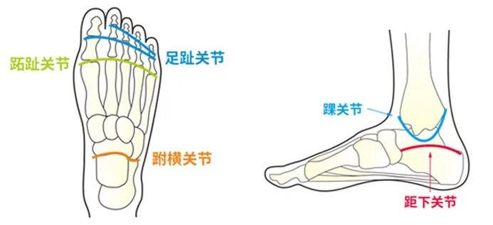 跖屈和背伸图片