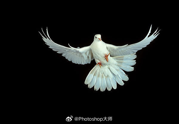 展翅高飞的白鸽9415