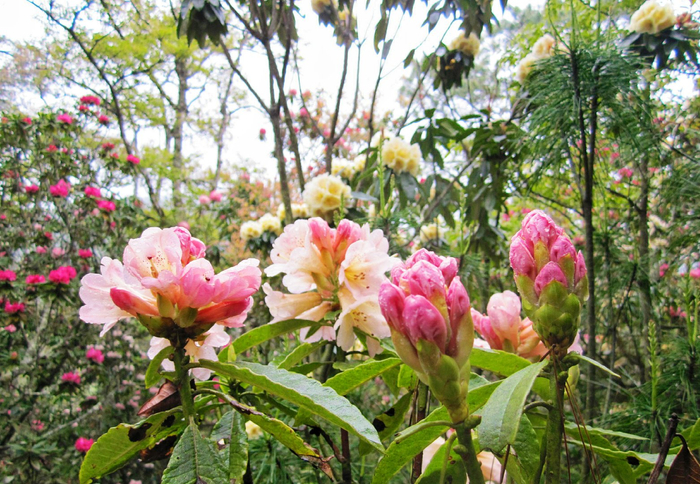 红河弥勒彝山马缨花斗艳添春色