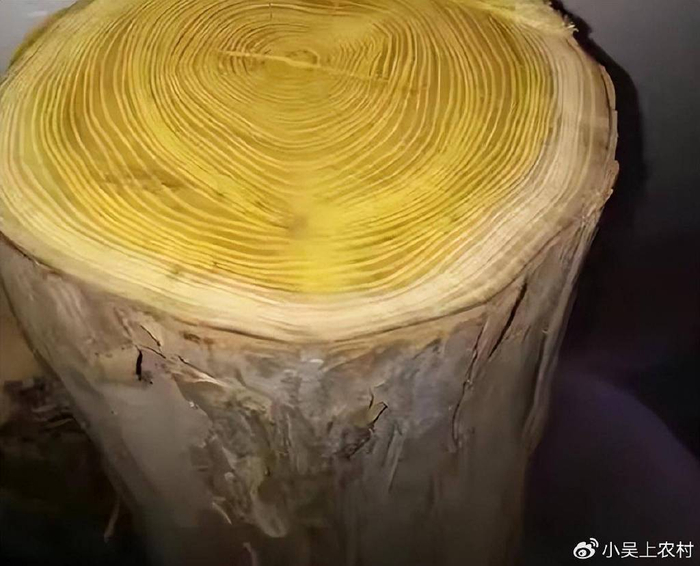 长刺的柘树看到都怕,果实像荔枝儿时当零食吃,有哪些作用与价值__财经头条__新浪财经
