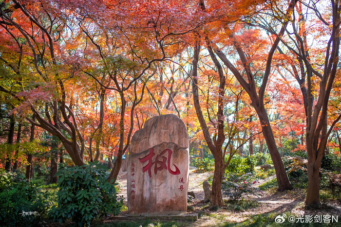 极美南京,中山植物园红枫岗,漫山枫叶映山红