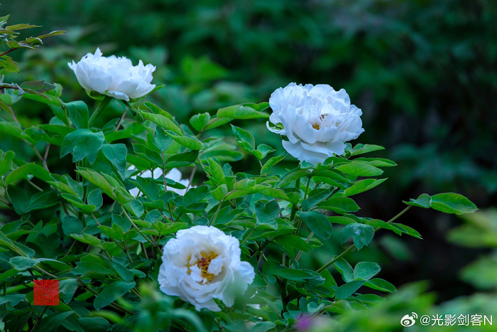 极美南京桃李花开人不窥花时须是牡丹时慕燕滨江