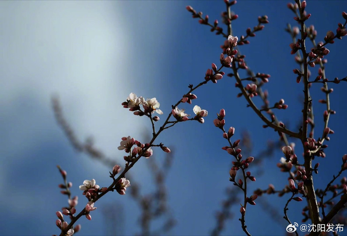 春风笑开颜!沈城桃花嫣然初放