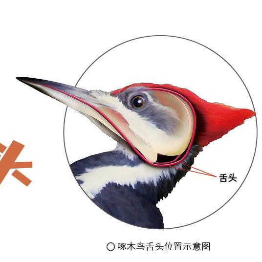 啄木鸟有着超薄的舌骨,舌头的长度能达到喙(huì,鸟兽的嘴)的2～3倍