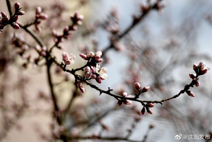 春风笑开颜!沈城桃花嫣然初放