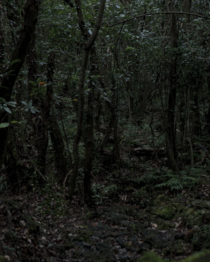 黎明时分深入济州岛上潮湿的榧子树林photobyamsaza