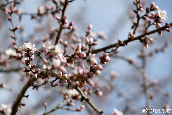 春风笑开颜!沈城桃花嫣然初放