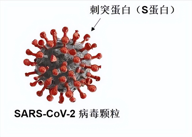 腺病毒载体疫苗