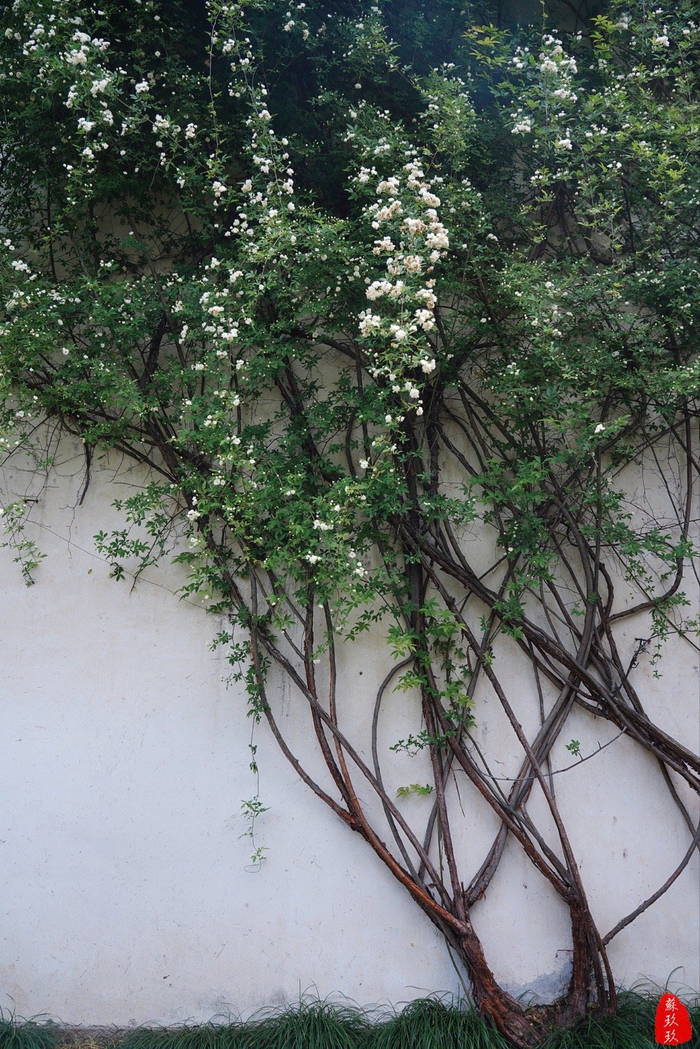 苏州网师园木香