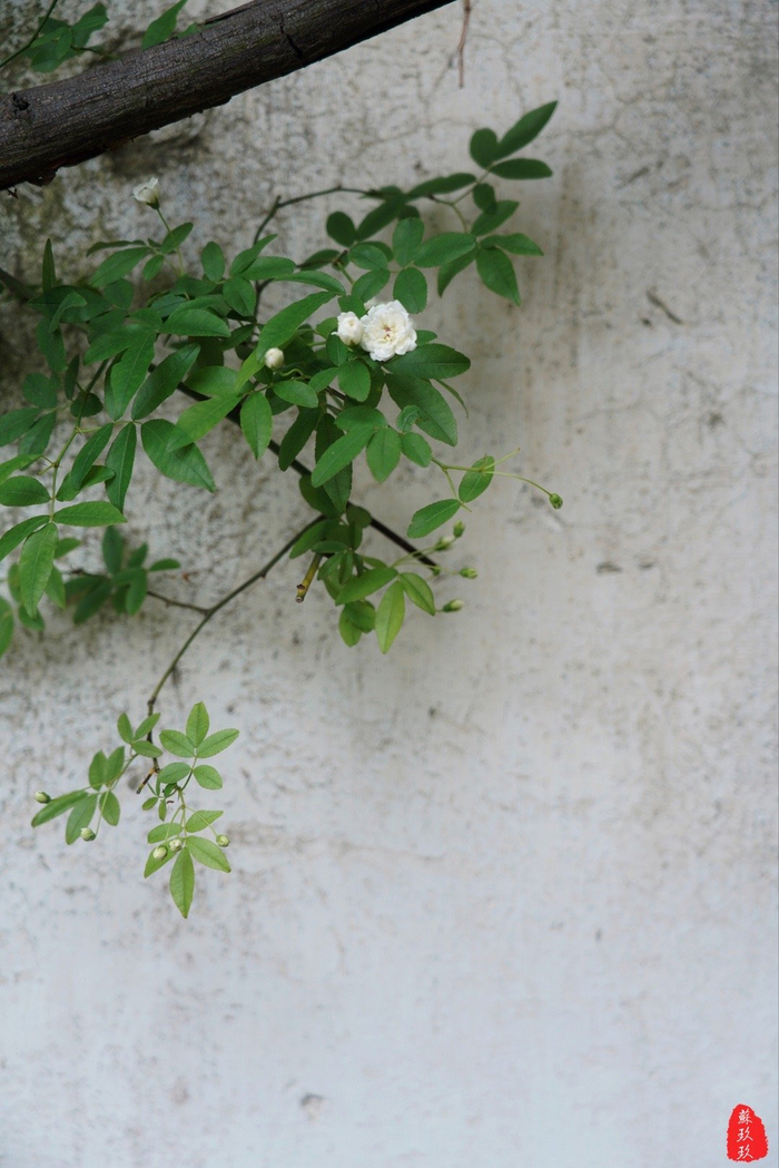 苏州网师园木香