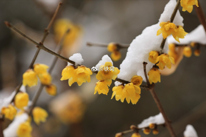 颐和园农乐轩腊梅傲雪