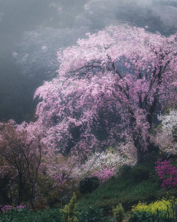 花儿盛开的春天 摄影