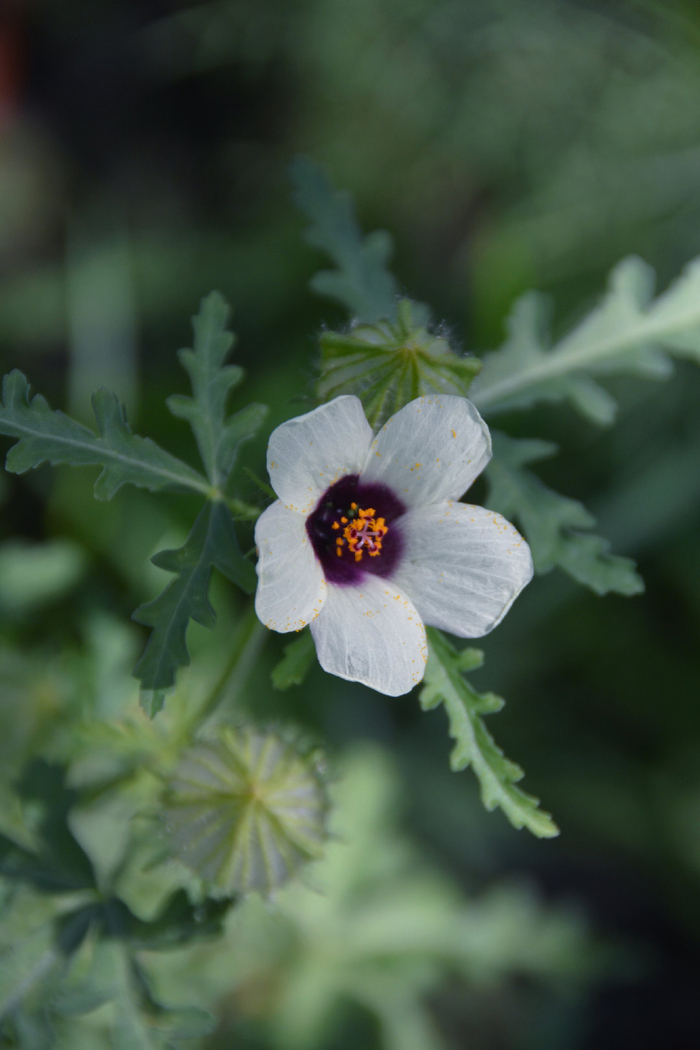 野西瓜苗花,原创拍摄|野西瓜|原创|拍摄_新浪新闻