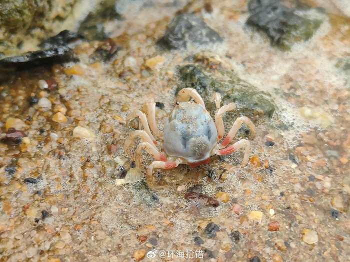 南渡江边发现的短指和尚蟹,俗称沙蟹……__财经头条