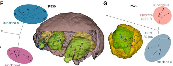 cell:从整体角度观察胶质母细胞瘤的异质性和演变