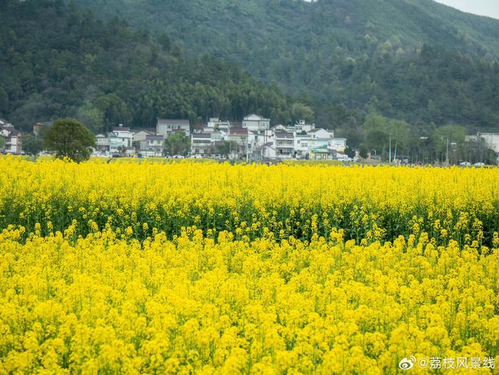 芜湖油菜花图片