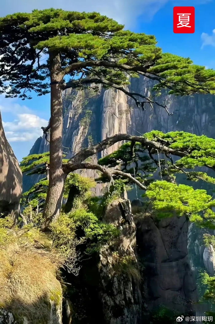 网友,往返黄山八次, 拍成迎客松的"春夏秋冬"