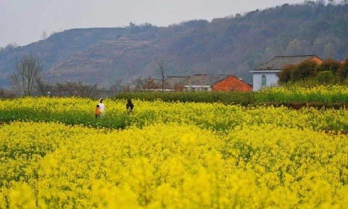 宁海桑洲油菜花图片