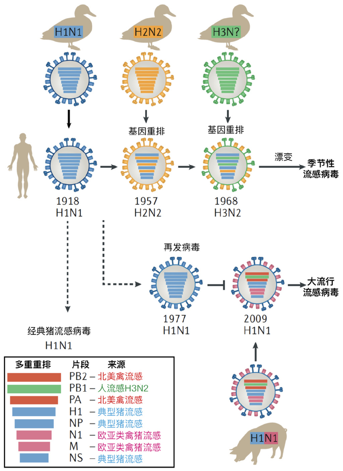 牛感染禽流感,流感病毒如何修炼成魔?丨病毒超话
