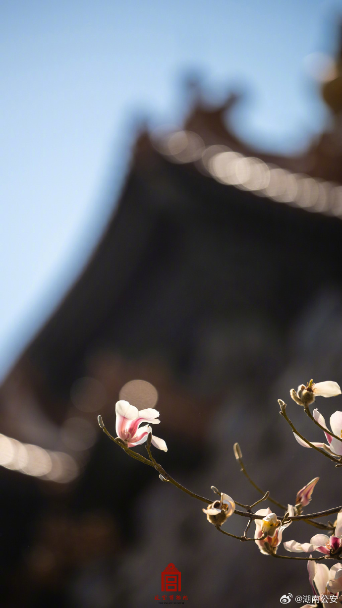 转存春日故宫玉兰壁纸