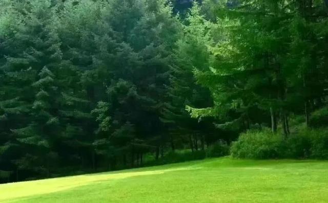 初夏的广元曾家山鸳鸯池森林公园 松林如剑直指苍穹 草甸如毯绵延起伏