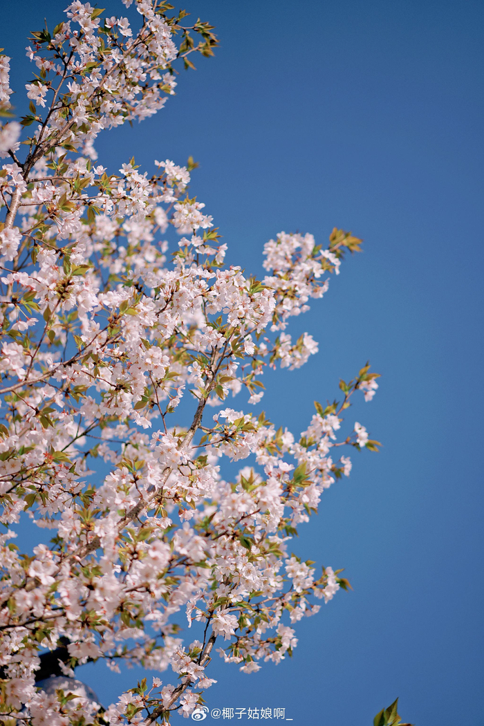 早上七点多到江边拍樱花没想到光线很暗也没拍到满意的照片