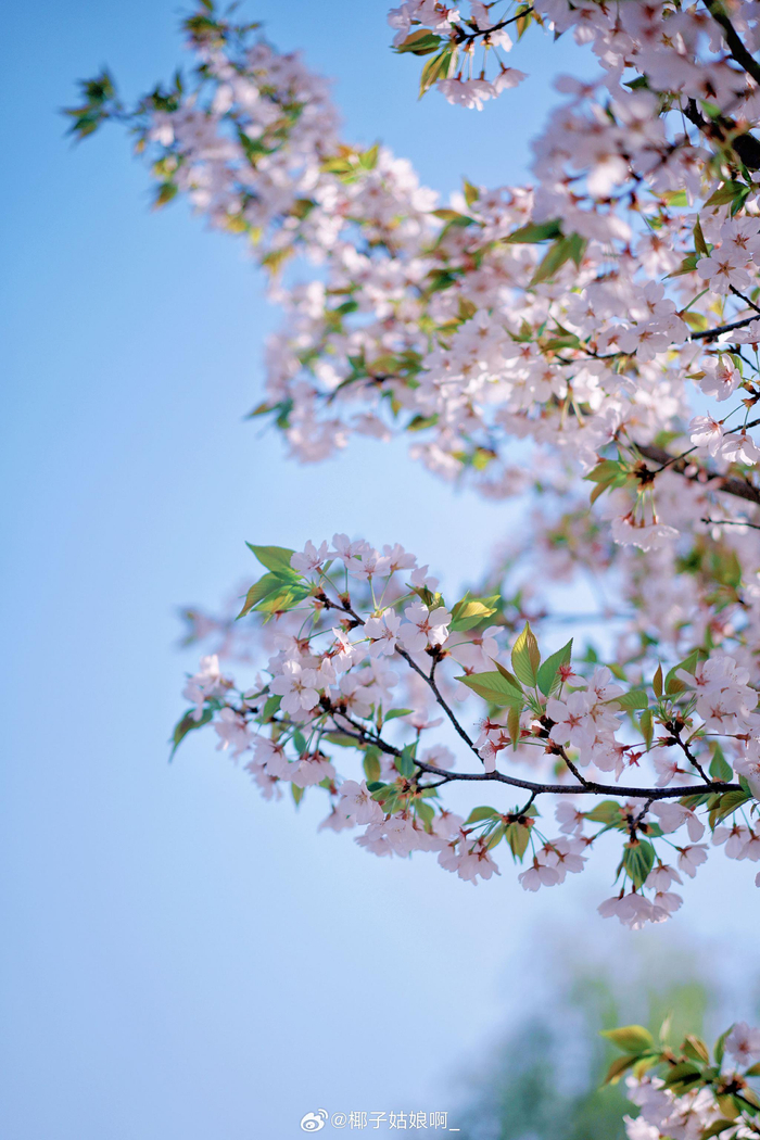早上七点多到江边拍樱花没想到光线很暗也没拍到满意的照片