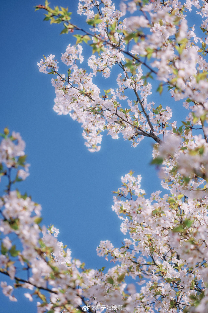 早上七点多到江边拍樱花没想到光线很暗也没拍到满意的照片