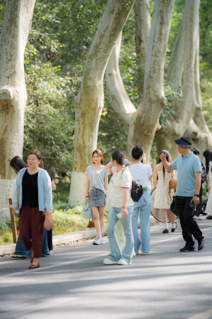 梧桐大道,拍照的人群