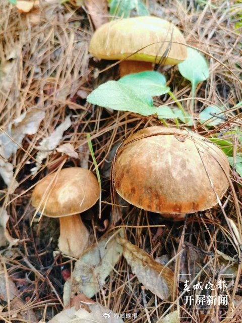 张金凤分享去年捡到的野生菌照片在宾川县金牛镇李相社区太和街