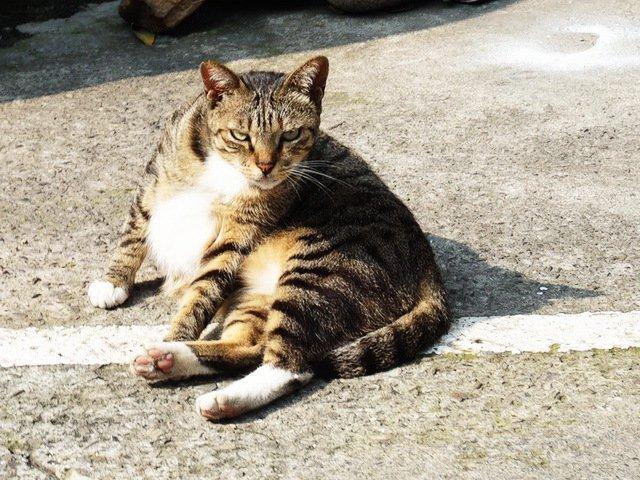 霸气十足猫老大