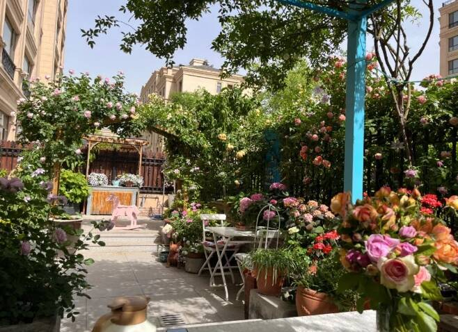 潍坊寿光:种出浪漫花海 打造"仙境式"庭院|李蜜|花月|小院_新浪新闻