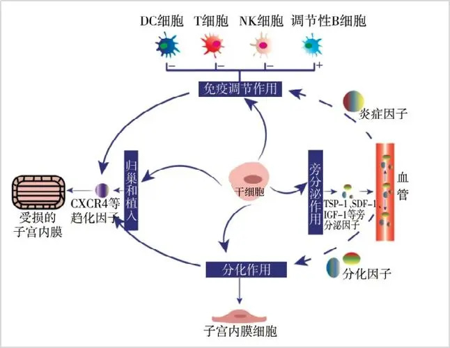 老年衰弱带来的健康问题,间充质干细胞最新临床进展!|老年综合征|老年人|疾病|共识|安慰剂_新浪新闻