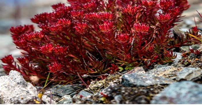 发酵工艺生产红景天苷,乐斯福推出替代红景天提取物原料|红景天|乐斯