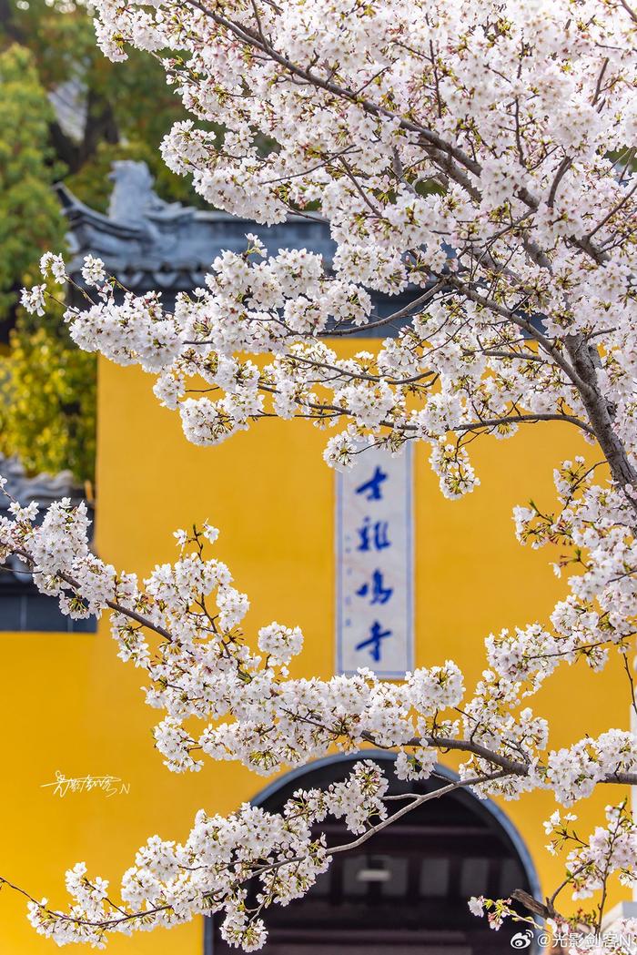 极美南京三月追花鸡鸣寺最美樱花大道汇入人海遇见花海