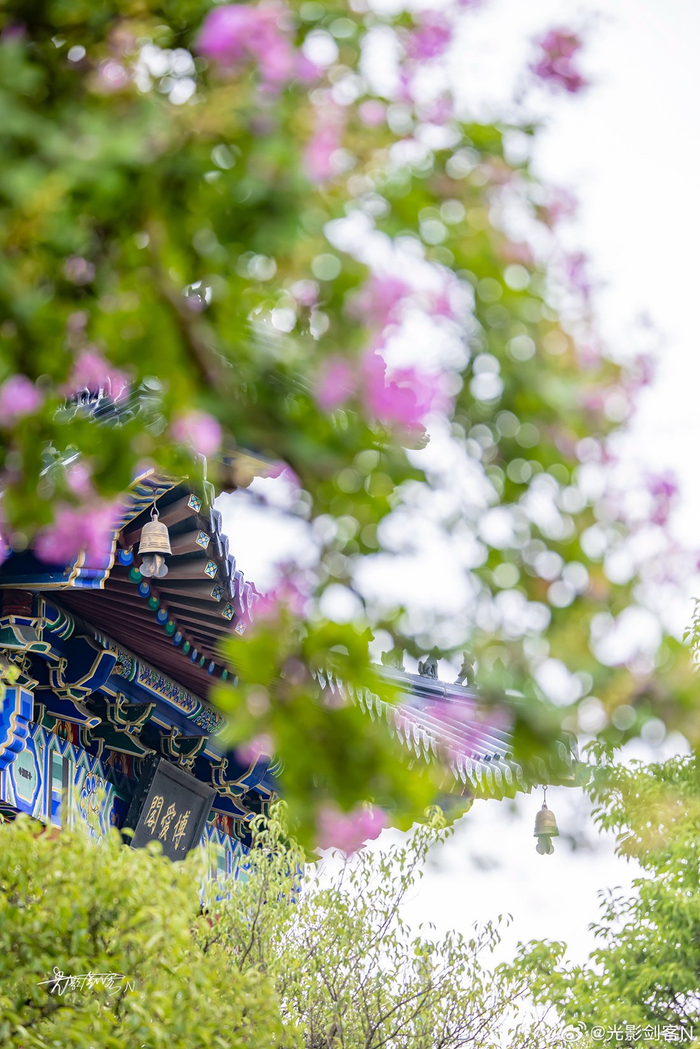 极美南京,梅花山博爱阁·紫薇花