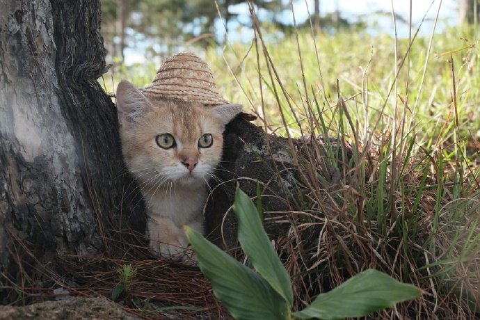 小猫咪戴上草帽后,太可爱了!