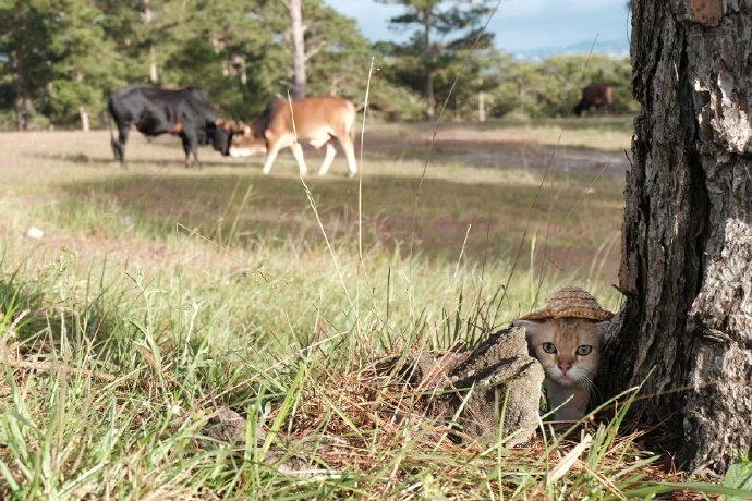 小猫咪戴上草帽后,太可爱了!
